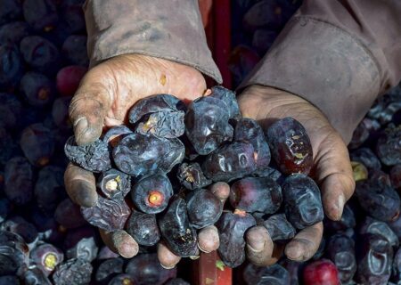 تبدیل دزفول به یکی از قطب‌های تولید خرما در کشور با بهره گیری از فناوری روز