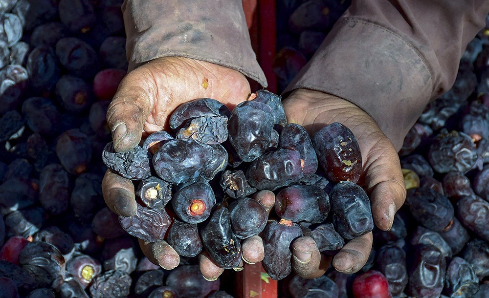 تبدیل دزفول به یکی از قطبهای تولید خرما در کشور با بهره گیری از فناوری روز