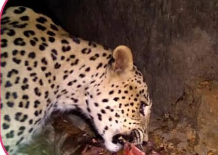 ثبت تصاویری کم یاب از حیات وحش در شهرستان چرام