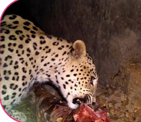 ثبت تصاویری کم یاب از حیات وحش در شهرستان چرام