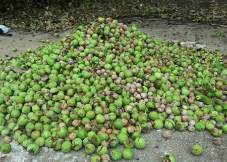 برداشت  محصول از باغ‌های گردو در کهگیلویه و بویراحمد