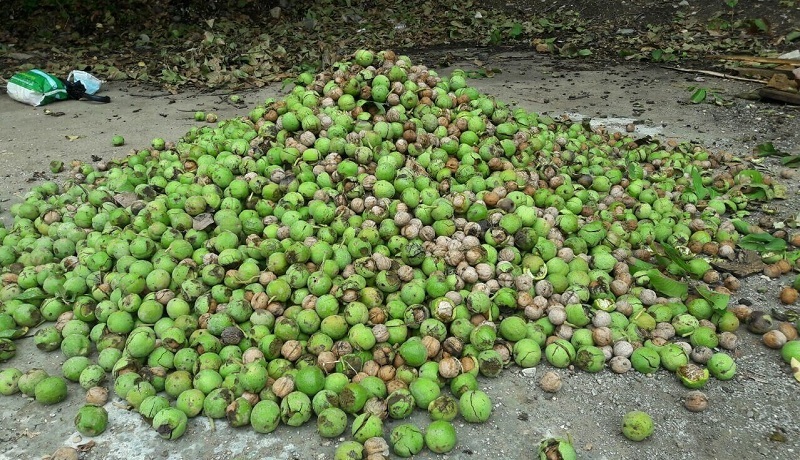 برداشت  محصول از باغ‌های گردو در کهگیلویه و بویراحمد