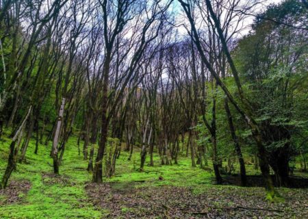 مرگ ضارب جنگلبان رودباری بر اثر برق گرفتگی