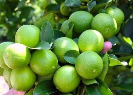 فارس، قطب تولید لیموترش در کشور