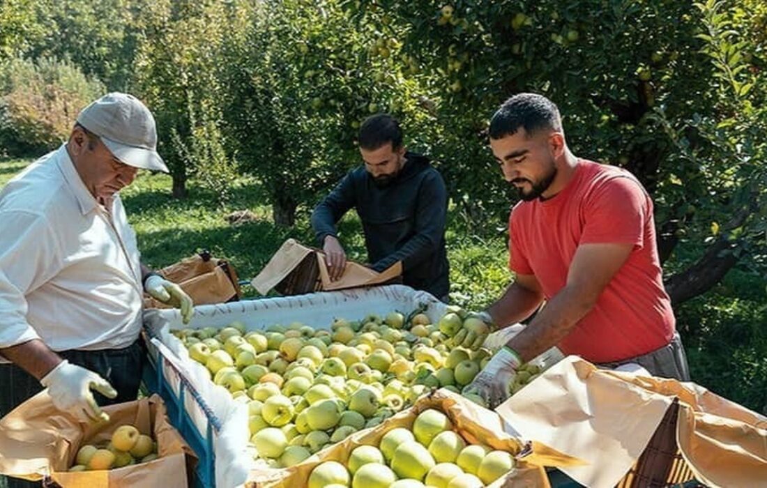 برداشت میوه سیب از باغهای کهگیلویه و بویراحمد