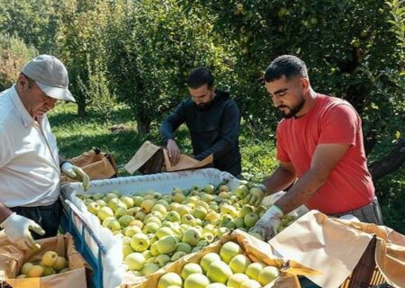 برداشت میوه سیب از باغ‌های کهگیلویه و بویراحمد