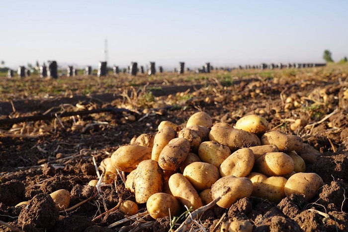 روانه شدن حدود ۲۲۰ هزار تن سیب زمینی به بازار زنجان