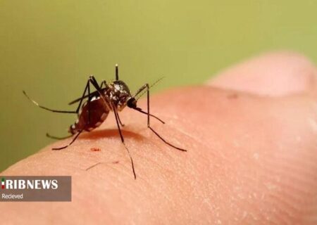 کنترل منابع آب راکد و بهسازی محیط، بهترین راه مقابله با پشه آئدس