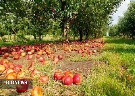 خرید ۱۵۰ تن سیب پا درختی در بروجرد