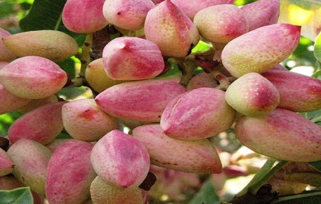 یامچی قطب تولید پسته در آذربایجان شرقی