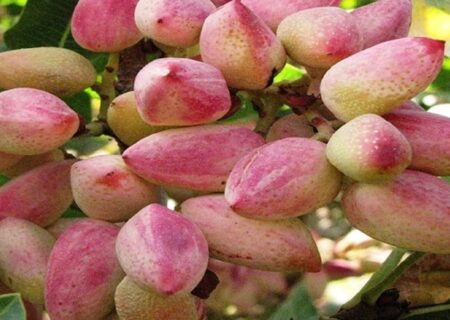 یامچی قطب تولید پسته در آذربایجان شرقی