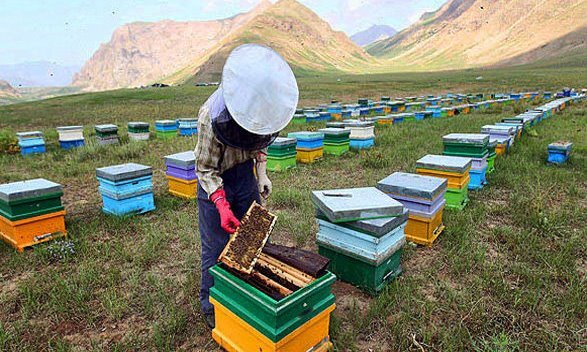 آذربایجانغربی رتبه نخست تولید عسل در کشور
