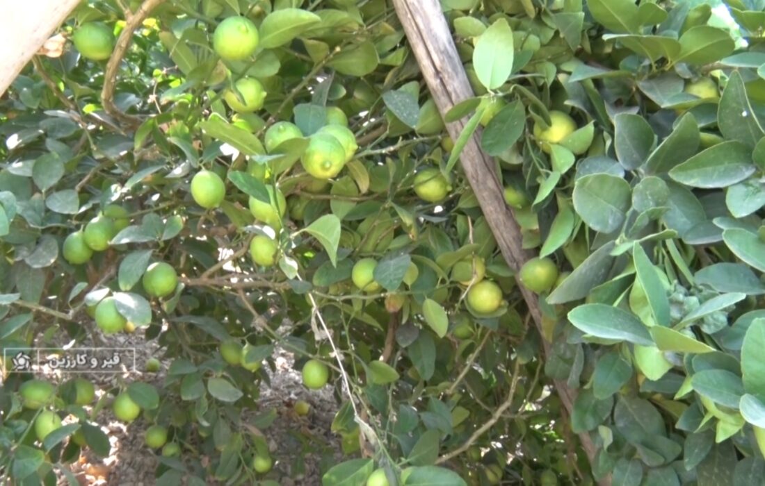 برداشت لیموترش از باغهای قیروکارزین
