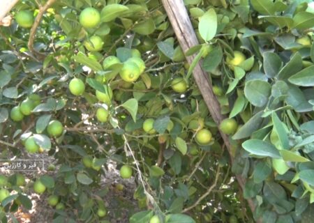 برداشت لیموترش از باغ‌های قیروکارزین