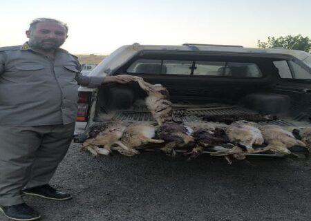 دستگیری شکارچیان غیرمجاز در چاراویماق