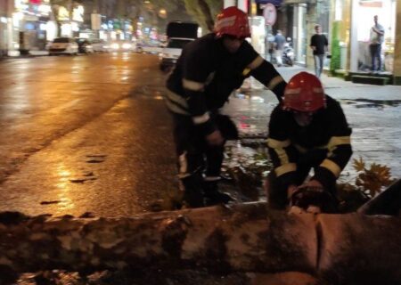 سقوط درخت در خیابان تختی رشت