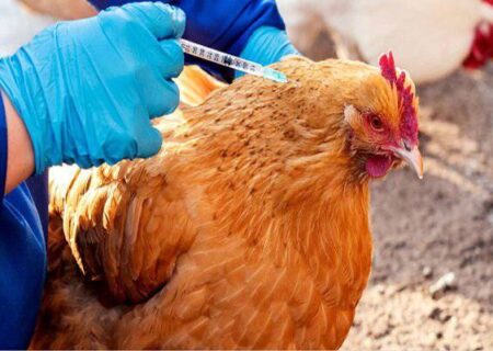 اجرای طرح ایمن‌سازی رایگان طیور بومی علیه بیماری نیوکاسل در سبزوار