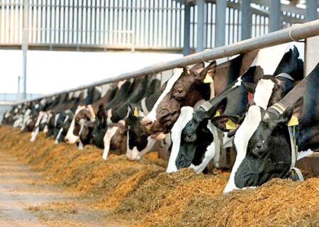 توزیع  نهاده های دامی با ارز ترجیحی در کهگیلویه