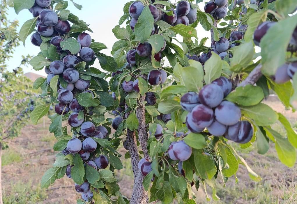 برداشت بیش از ۵ هزار تن آلو از باغ‌ های کدکن
