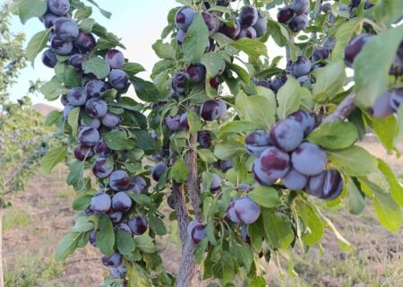 برداشت بیش از ۵ هزار تن آلو از باغ‌ های کدکن