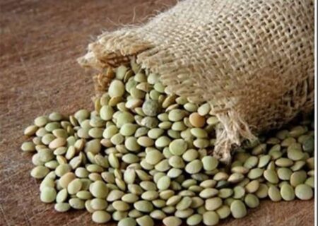 برداشت بیش از ۱۲۰۰ تن عدس از مزارع دیم استان قزوین