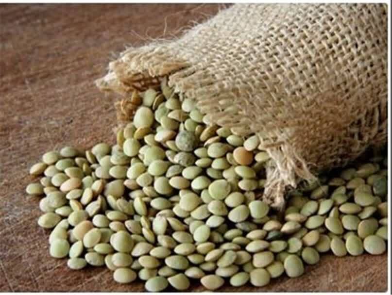 برداشت بیش از ۱۲۰۰ تن عدس از مزارع دیم استان قزوین