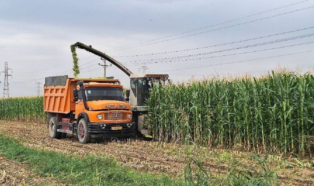 برداشت ۱۰۰۰ تن ذرت علوفهای از اراضی کشاورزی آمل