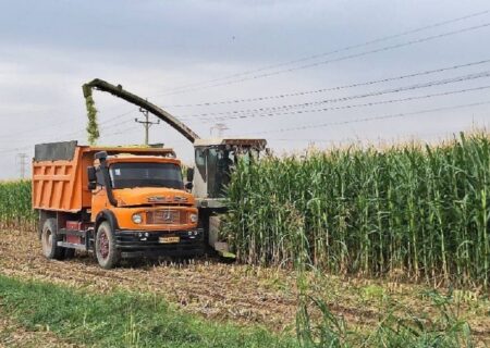 برداشت ۱۰۰۰ تن ذرت علوفه‌ای از اراضی کشاورزی آمل