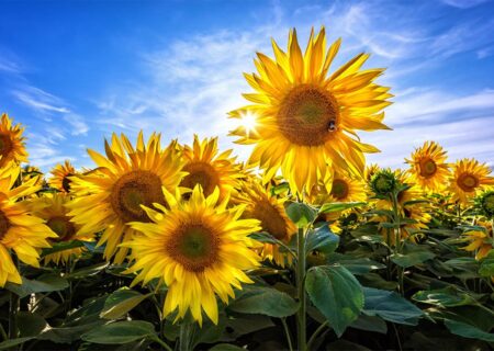 پیش بینی تولید ۱۱ هزار تن آفتابگردان از مزارع کرمانشاه