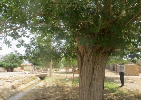 ثبت درخت توت کهنسالی در اصفهان در فهرست آثار طبیعی ملی