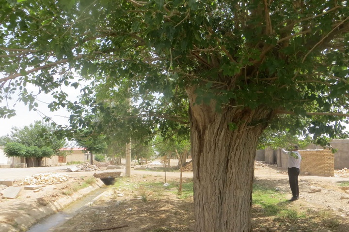 ثبت درخت توت کهنسالی در اصفهان در فهرست آثار طبیعی ملی