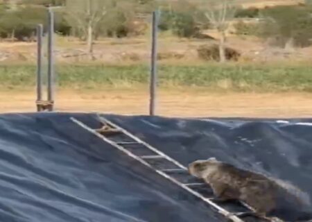 نجات معجزه‌آسای خانواده خرس از استخر مرگ در سراب