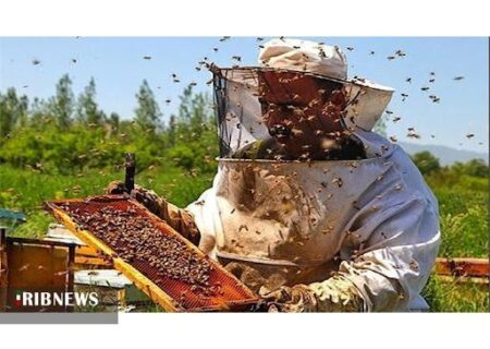 آغاز رسمی سرشماری زنبورستان‌ها در خراسان‌شمالی از ۵ مهر