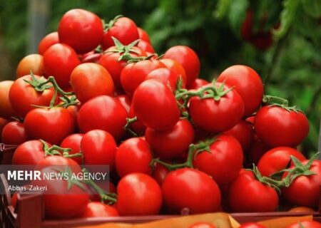 پرداخت ۱۰۰ درصدی بهای گوجه فرنگی خریداری شده از کشاورزان گلستانی