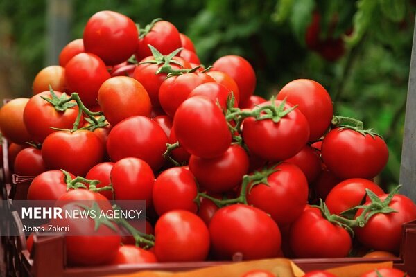 پرداخت ۱۰۰ درصدی بهای گوجه فرنگی خریداری شده از کشاورزان گلستانی