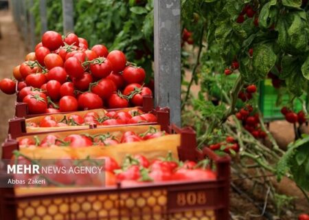 اینفوگرافیک| جزئیات کشت گوجه فرنگی خارج از فصل در میناب