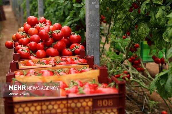 اینفوگرافیک| جزئیات کشت گوجه فرنگی خارج از فصل در میناب