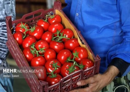 آغاز کاشت گوجه فرنگی در میناب؛ پیش‌بینی برداشت 380 هزار تن در سالجاری
