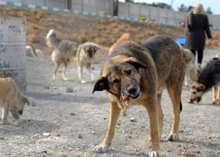 رشد نگران‌کننده آمار سگ‌گزیدگی و شیوع بیماری هاری