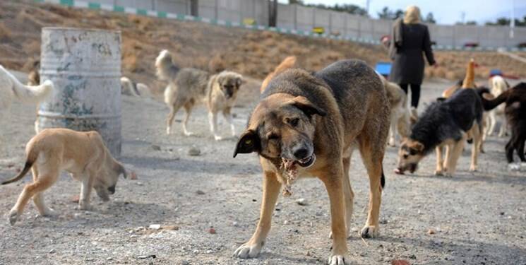 رشد نگرانکننده آمار سگگزیدگی و شیوع بیماری هاری