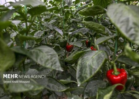 برق گلخانه‌ها با پنل‌های خورشیدی تامین می‌شود