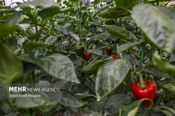 برق گلخانهها با پنلهای خورشیدی تامین میشود