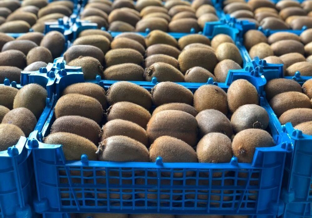 رفع ممنوعیت؛ صادرات کیوی از امروز آزاد شد