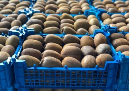 رفع ممنوعیت؛ صادرات کیوی از امروز آزاد شد