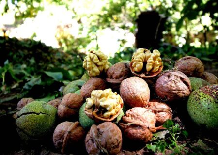 گردوی تویسرکان با نشان تجاری ویژه، رسمیت می‌یابد