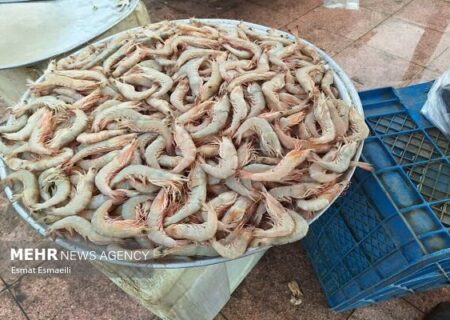 تولید ۶ میلیون تن میگو در جهان و اهمیت تقویت زنجیره سرد در کشور