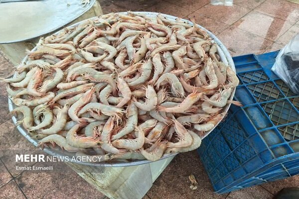 تولید ۶ میلیون تن میگو در جهان و اهمیت تقویت زنجیره سرد در کشور