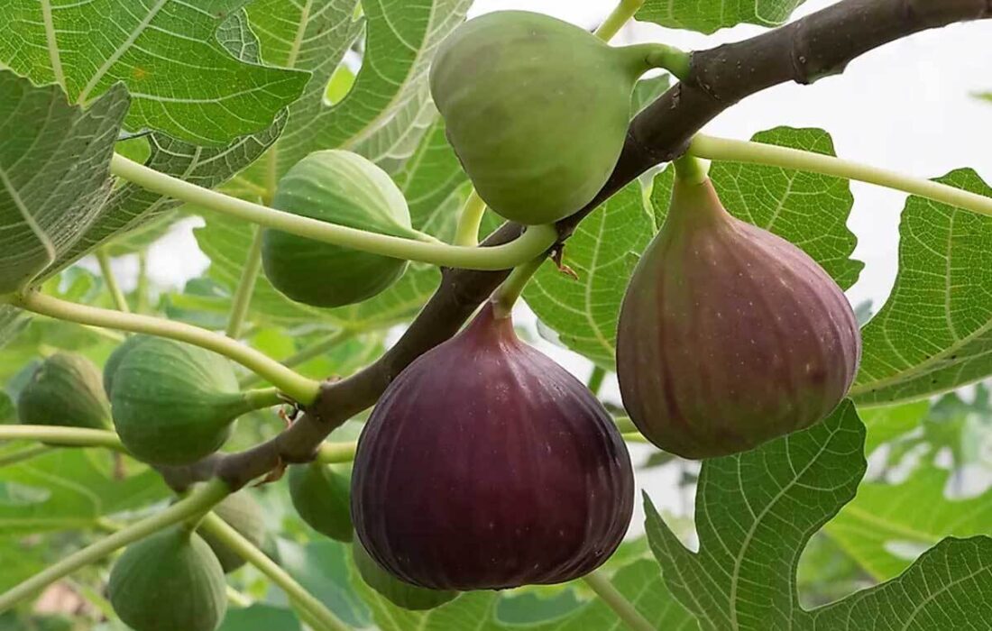 آغاز عملیات کاشت 500 هکتار باغ انجیر در استان ایلام