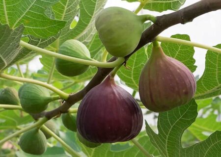 آغاز عملیات کاشت 500 هکتار باغ انجیر در استان ایلام