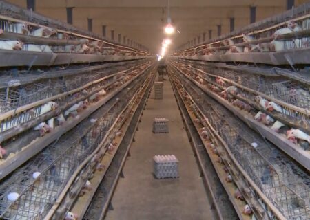 کاشان ۳۲۰۰ تن تخم‌مرغ به کشورهای خارجی صادر کرد